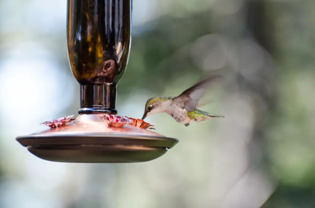 hummingbird eating from feeder