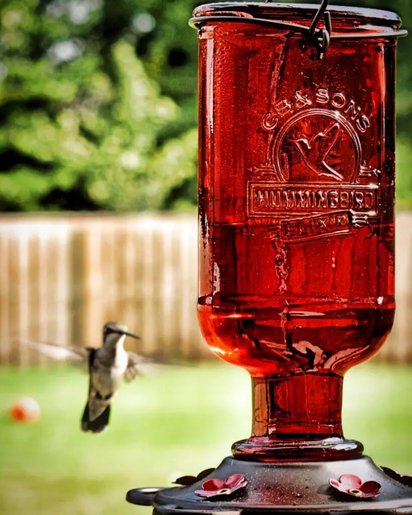 red hummingbird feeder