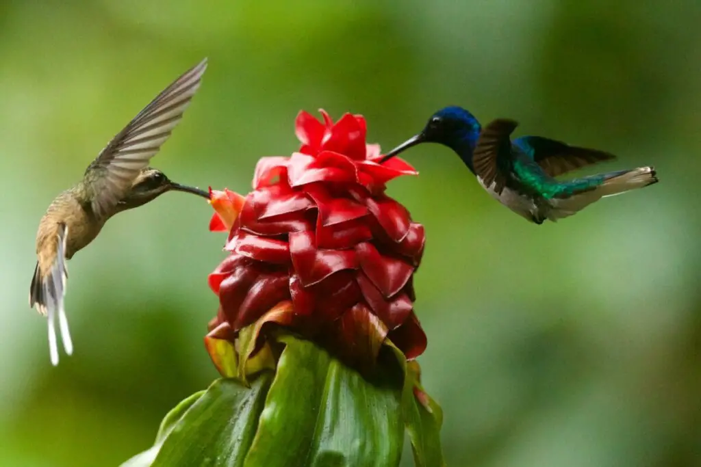 hummingbirds eating red flowers