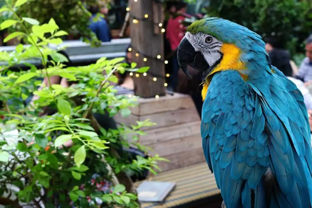 parrot on balcony with plants