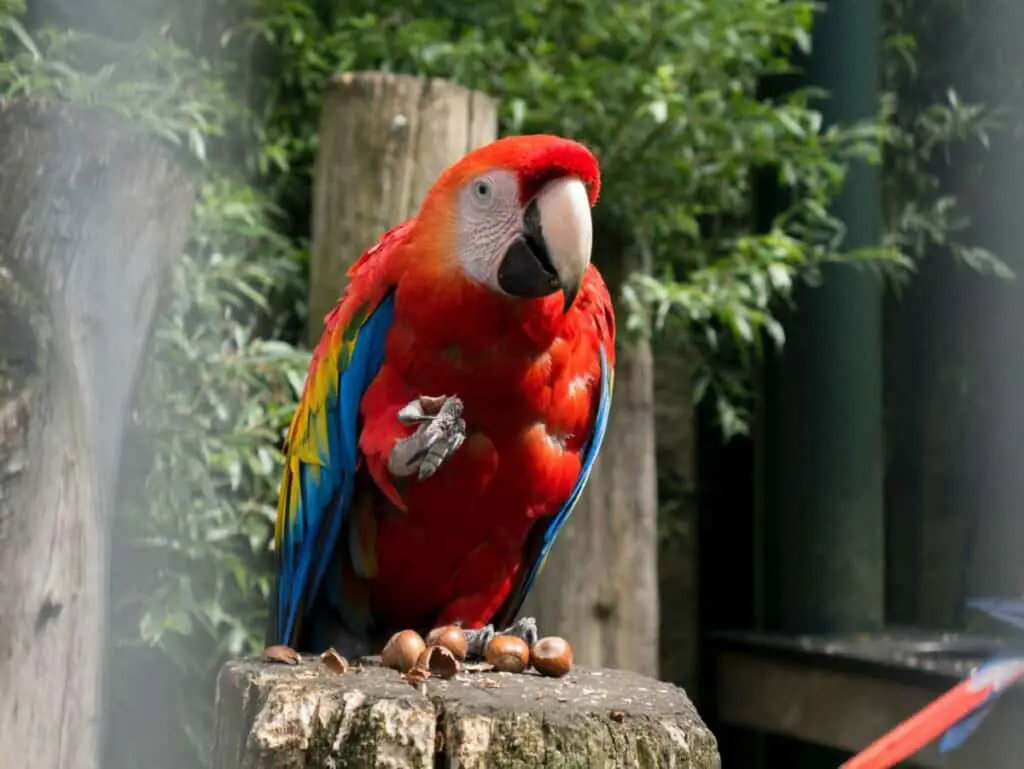 a parrot eating acorns