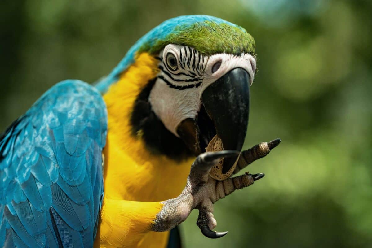parrot eating on a balcony
