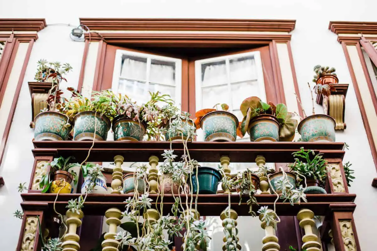 balcony garden in pots